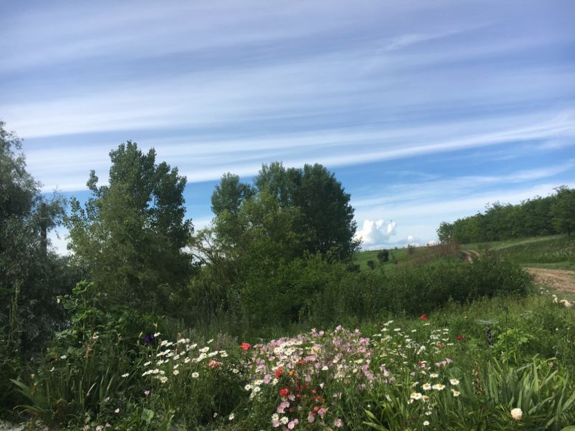 C865A56C-A41A-4721-9AC2-E3AE35FD0926 - Flori la balta 2019