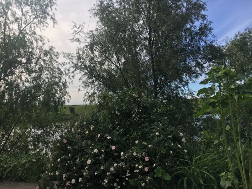 536EE55B-36E0-435B-ADA5-7A5114E90A73 - Flori la balta 2019