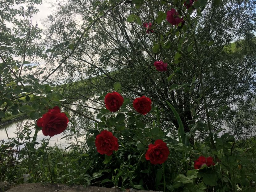 FB85B36D-58E7-4EB4-B2EF-E4A6E1A98AE0 - Flori la balta 2019