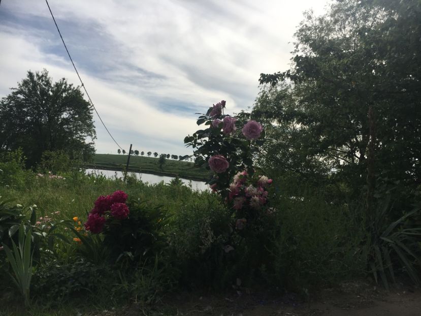 B04281A4-C1CE-4E50-84A5-BFCCDEBDE298 - Flori la balta 2019