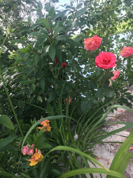 3654184A-B535-42E9-AC29-E395D3CC600B - Flori la balta 2019