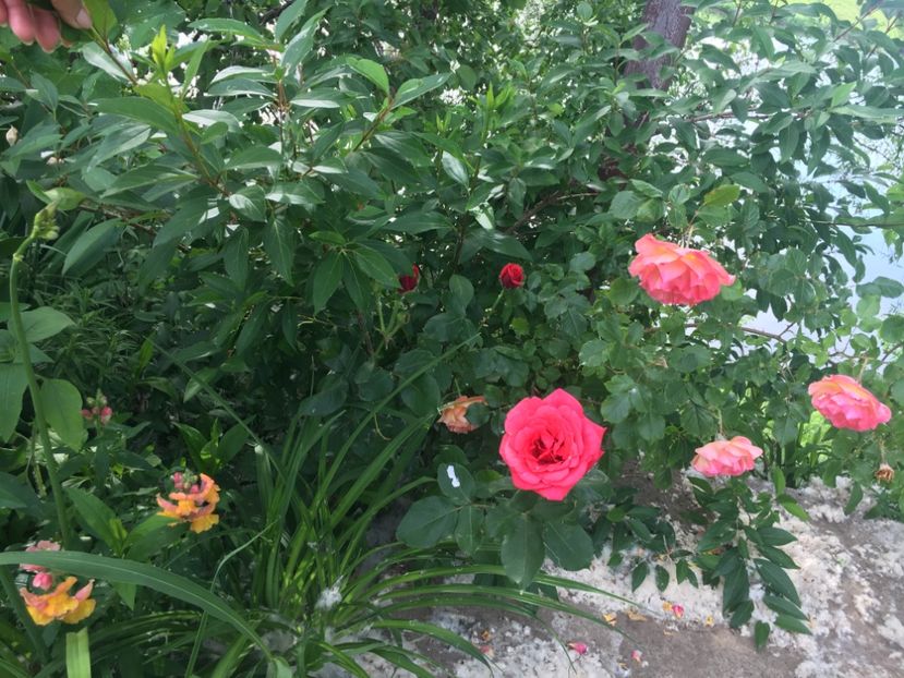 66D9F3CA-7627-4699-9E63-B9A8EA4079F1 - Flori la balta 2019