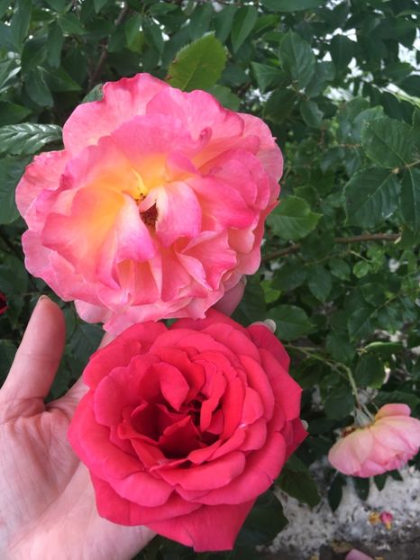 52F945B8-6BF5-4C7E-9B9A-45386088A228 - Flori la balta 2019