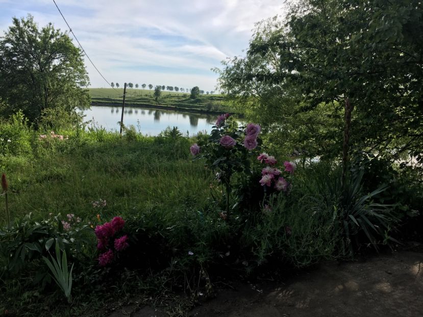 B82BB48E-6CD6-4DF6-8B6F-DE0B60B704E5 - Flori la balta 2019