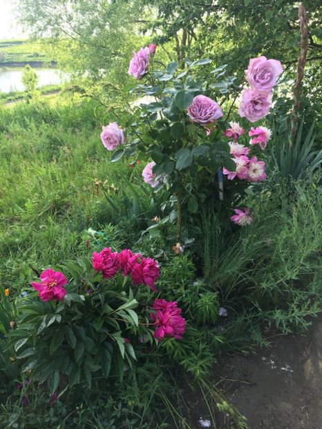 8FAF494B-9A56-4AB2-8103-A51EF608F916 - Flori la balta 2019