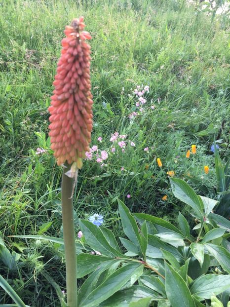 25B5030A-8A40-416C-9D0A-F52A55ADCDAD - Flori la balta 2019