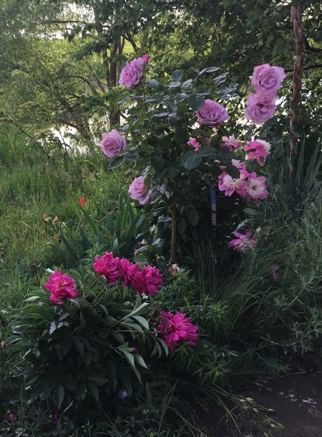 5F3BDB53-EEA6-451E-BC27-BB7A816225BC - Flori la balta 2019