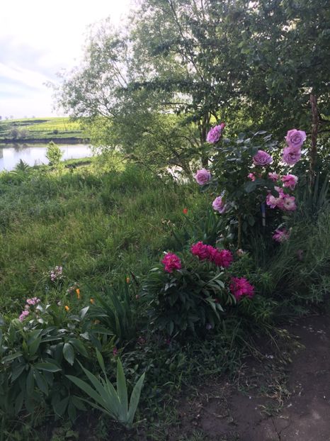 25E10162-A1A1-4B94-B4D6-29FDEDA75CA7 - Flori la balta 2019