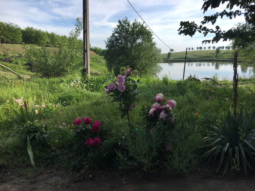 24C36BDF-E870-48BE-B5E2-2E8EE6FA6C67 - Flori la balta 2019