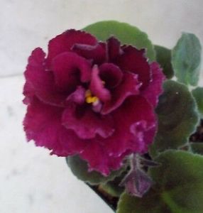 LE-MADZHENTA-mai 2019 - 2019 Violete