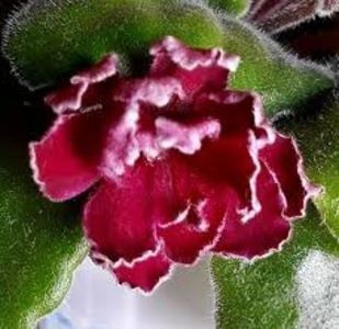 Le Madzenta - mai 2019 - 2019 Violete