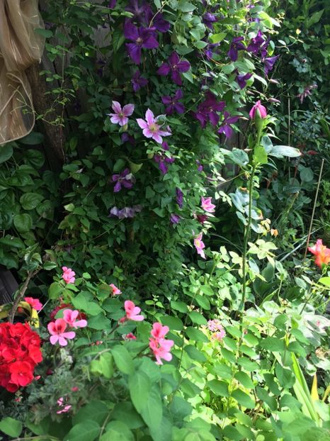 2A5CB5AF-7E2C-4553-BCE7-7A7512C100FA - Mai 2019