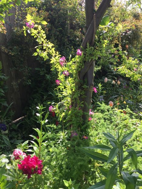 3C3C59A6-0C99-4BE0-B9D6-60D4CE676407 - Mai 2019