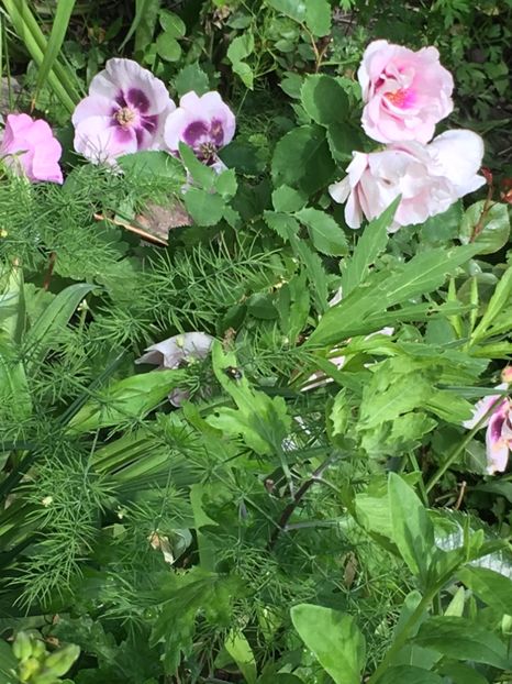 EEC94E91-0408-45BE-B3A6-ED4D726CEBC1 - Mai 2019