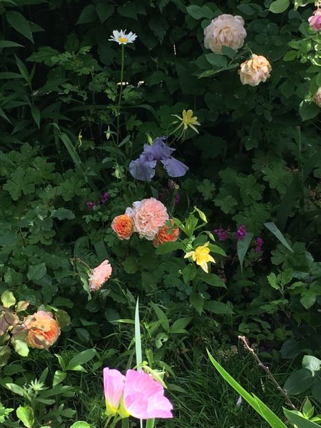 D2C0EF54-7677-4DD1-9136-56CF0E83361C - Mai 2019