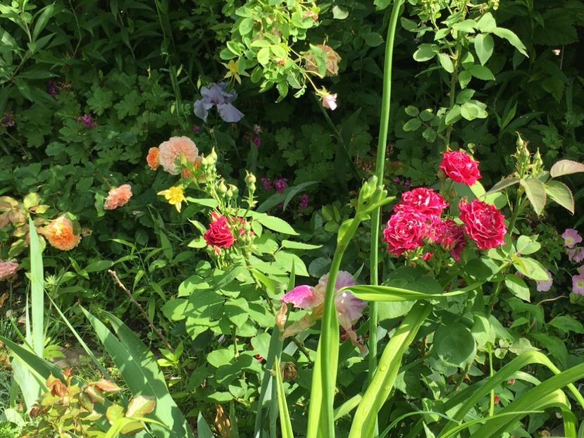 C929D001-BCEF-414F-9C5A-3294651DA47D - Mai 2019