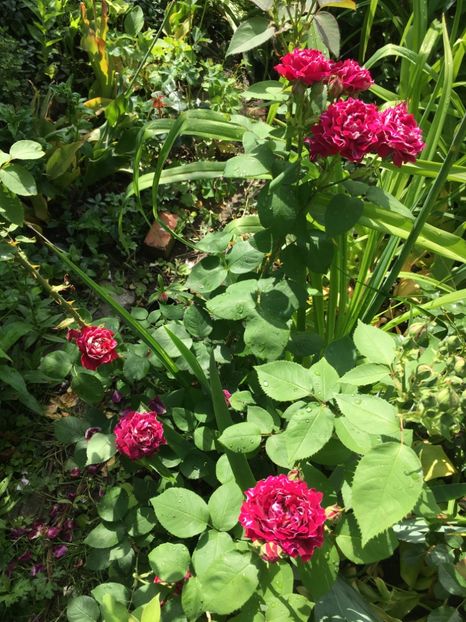 42186ED5-EB9B-42A7-AAF3-534E6AA72AAD - Mai 2019