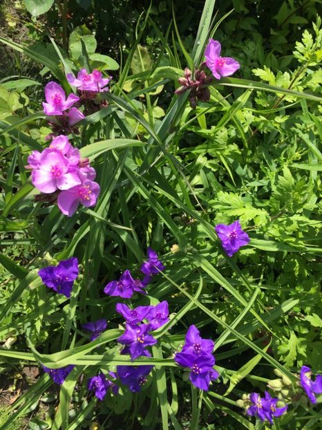 CA80FEC6-3A99-4620-A941-626C9F020DDE - Mai 2019