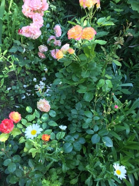 3490776F-1C0F-449F-89C0-488DA67B3B88 - Mai 2019