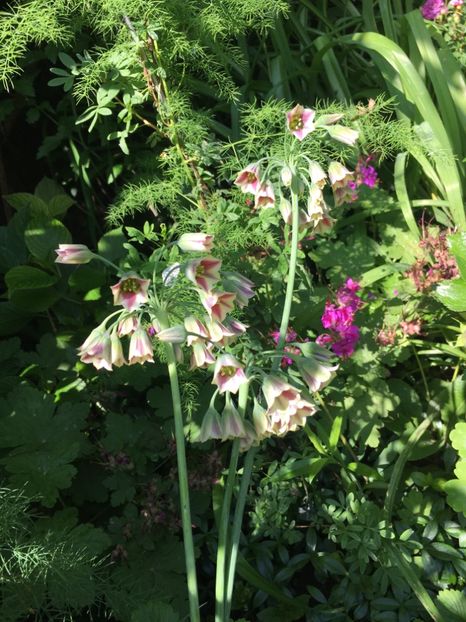 76FC5635-DDE3-435A-8027-9AE219958185 - Mai 2019