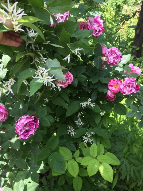 3E796AB5-A732-4B09-A666-F66CCF757E1D - Mai 2019