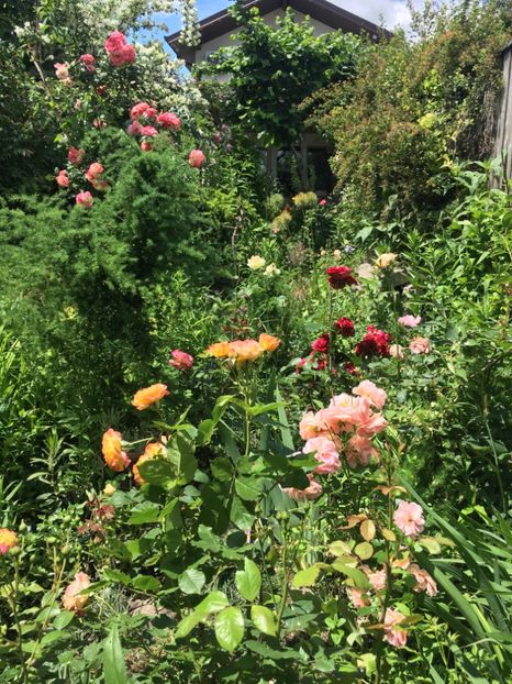 611747BB-4AD9-417C-AE4F-B8984DE112BE - Mai 2019