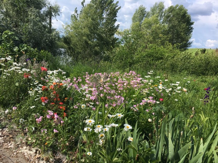 E5406E4E-EDA8-4175-822B-B361E800213B - Flori la balta 2019