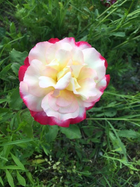 FD970928-3FBD-49B1-92B8-0FCE843B7742 - Flori la balta 2019