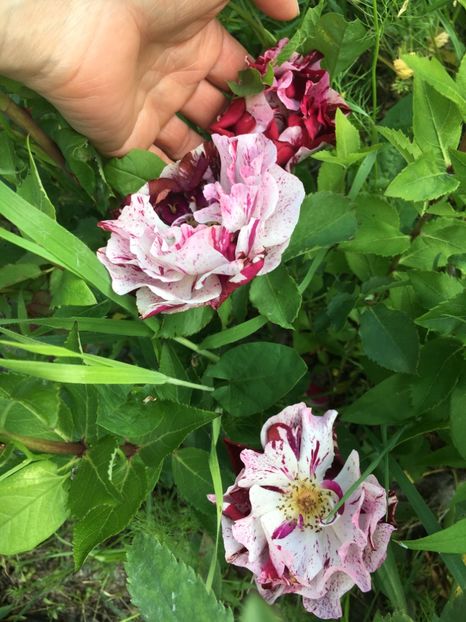 B7CFBC2C-CBB3-40F2-A8AE-60FB204C702C - Flori la balta 2019