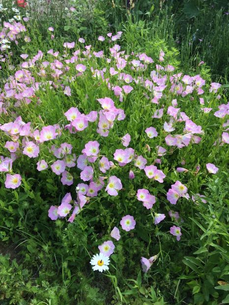 13877BC0-9D02-439F-ACC5-CA71A4A02309 - Flori la balta 2019