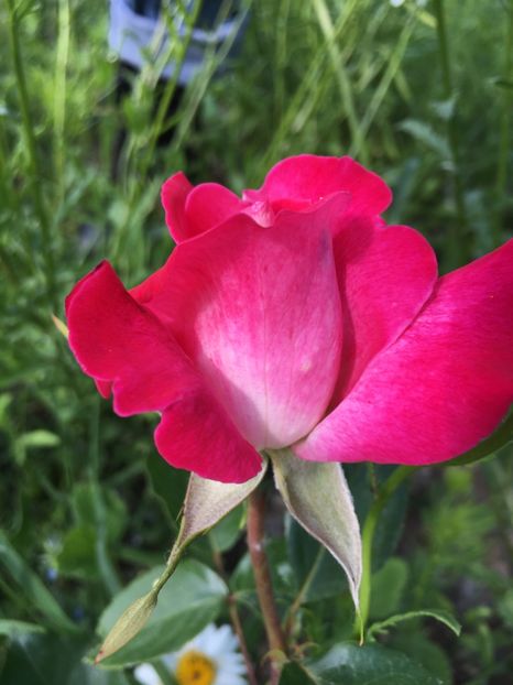 8F5FBC97-CA0D-4D15-A56E-CFD5BC18BE87 - Flori la balta 2019