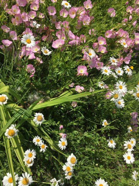 3511CD6D-2F07-472D-882D-66C978F003C8 - Flori la balta 2019