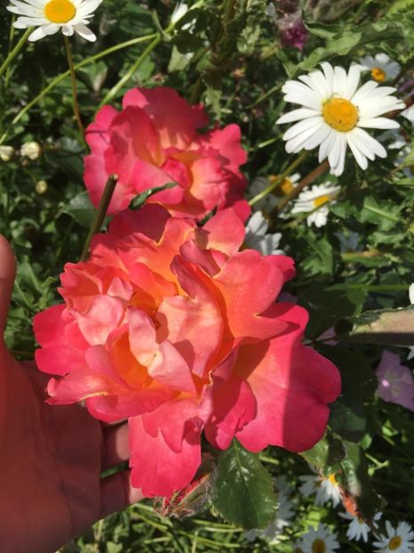 9C52922B-C264-4F2E-972D-BCC10CA14539 - Flori la balta 2019