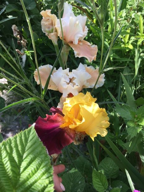 C0D9DE39-9705-469E-AB0F-553981EF10B2 - Flori la balta 2019