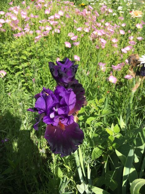 6FD72297-9A76-41C0-BA75-AD2E102C22B6 - Flori la balta 2019