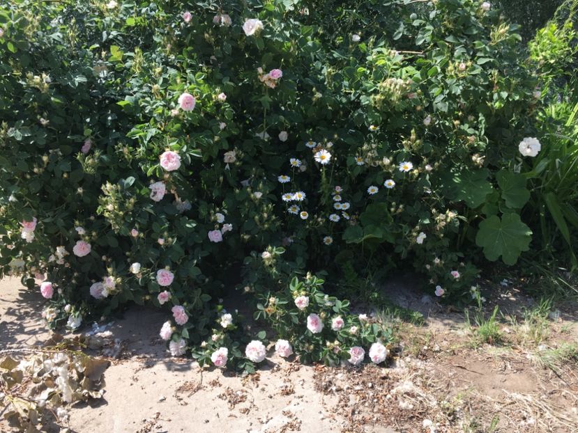 0307535B-6E8D-4EB6-8ED9-81C8A28F8816 - Flori la balta 2019