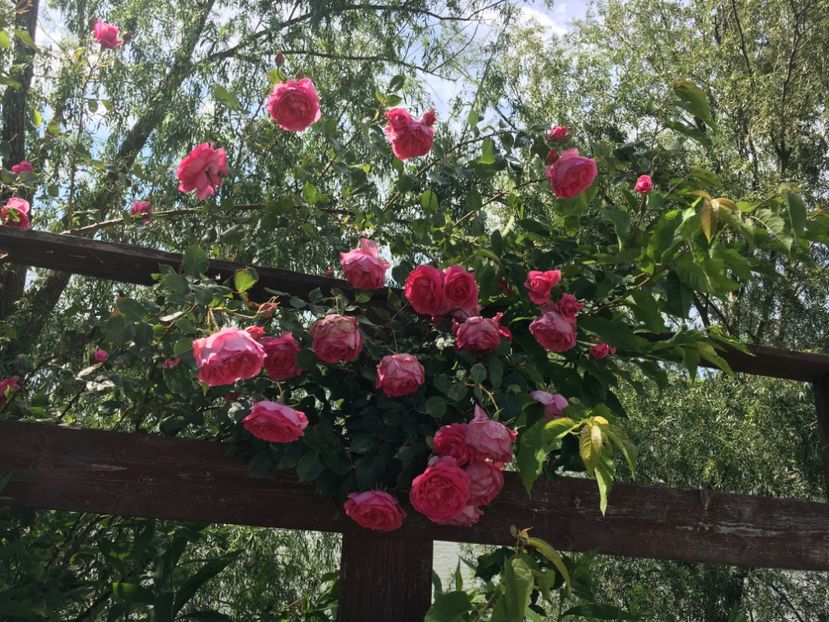 16BFE108-8A94-4D77-904B-EB3E2F492842 - Flori la balta 2019