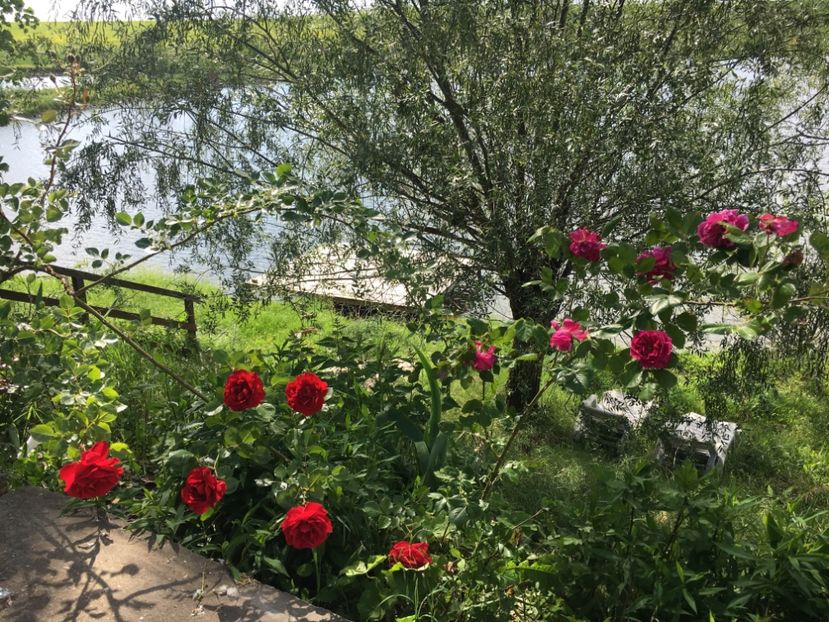 2BAA9F46-268D-46CE-91D6-FEDA3313CD24 - Flori la balta 2019