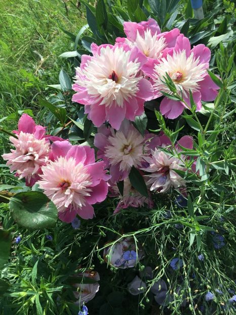 1AF96169-9668-4A37-9EBA-99F278B924BE - Flori la balta 2019