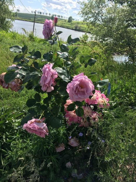 2F1E2AF9-B951-4CF7-A781-CF58B0148E29 - Flori la balta 2019