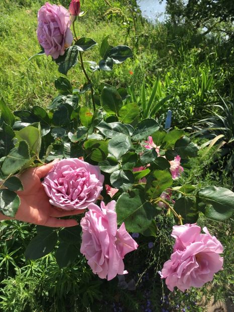 F9F2C625-D22D-40C7-961C-9964A29D5220 - Flori la balta 2019