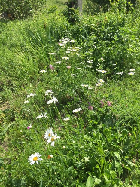 72778886-0392-478A-B030-9A665CE615A9 - Flori la balta 2019