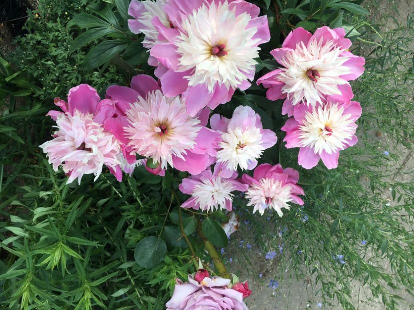 7FB4B5C5-01FC-4D16-9ED5-7E176DC1E212 - Flori la balta 2019