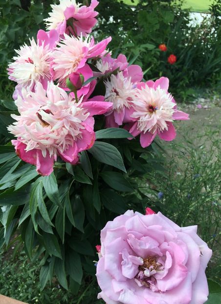 48962B31-2124-43D5-AC00-6574CF698516 - Flori la balta 2019