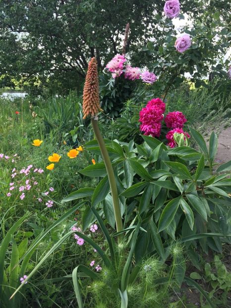 3F9D1C9C-214F-479A-B51D-74C5570AA533 - Flori la balta 2019