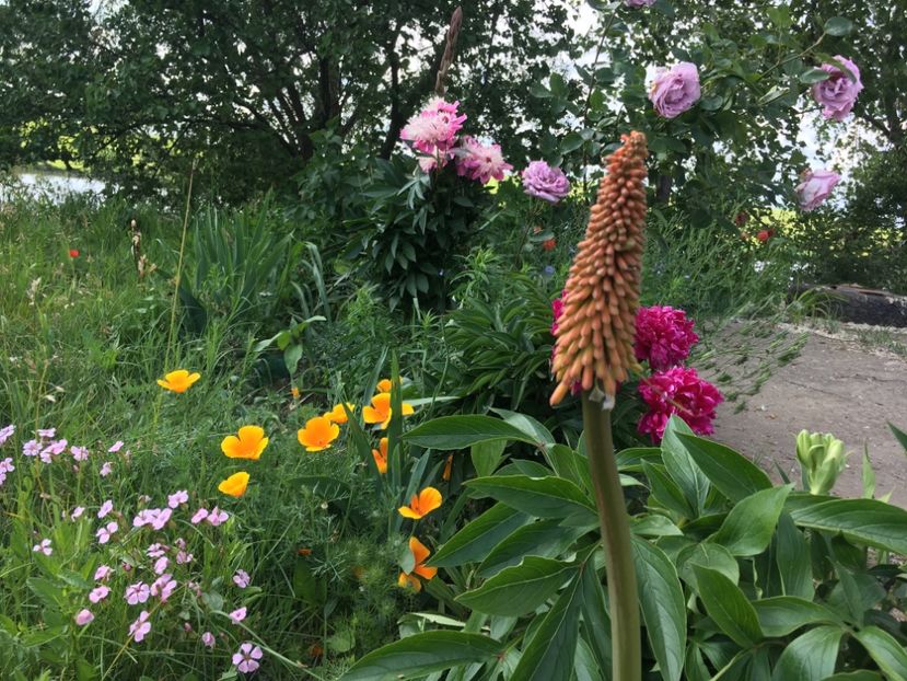 94386261-D1D6-4487-9784-87C204DBFD26 - Flori la balta 2019