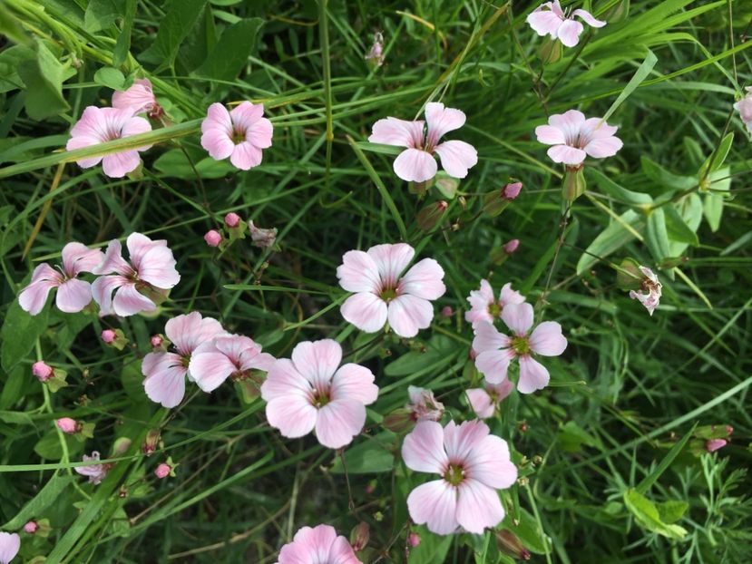 5B445C15-33BD-4705-A3EB-F09DD454A83F - Flori la balta 2019