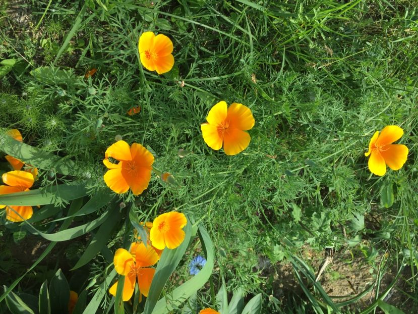 F941DDE7-B6FB-4A61-BA91-3A751457542E - Flori la balta 2019