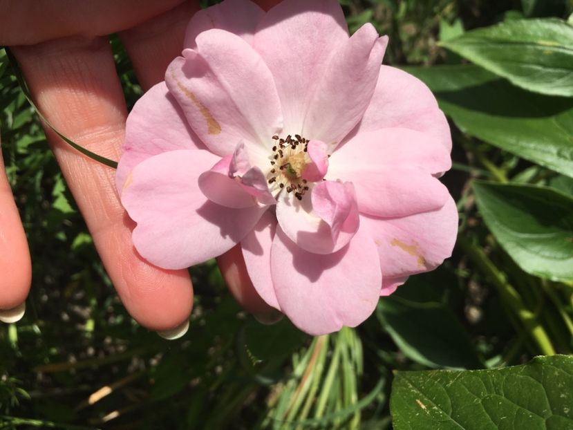 58F5CCFF-3B27-4770-BF2D-79B0CF2A8A18 - Flori la balta 2019