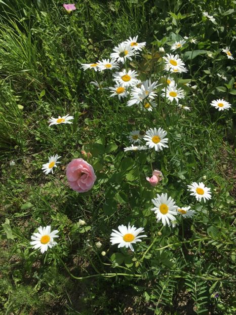 1474F421-8154-459F-ACFF-A27579990D22 - Flori la balta 2019